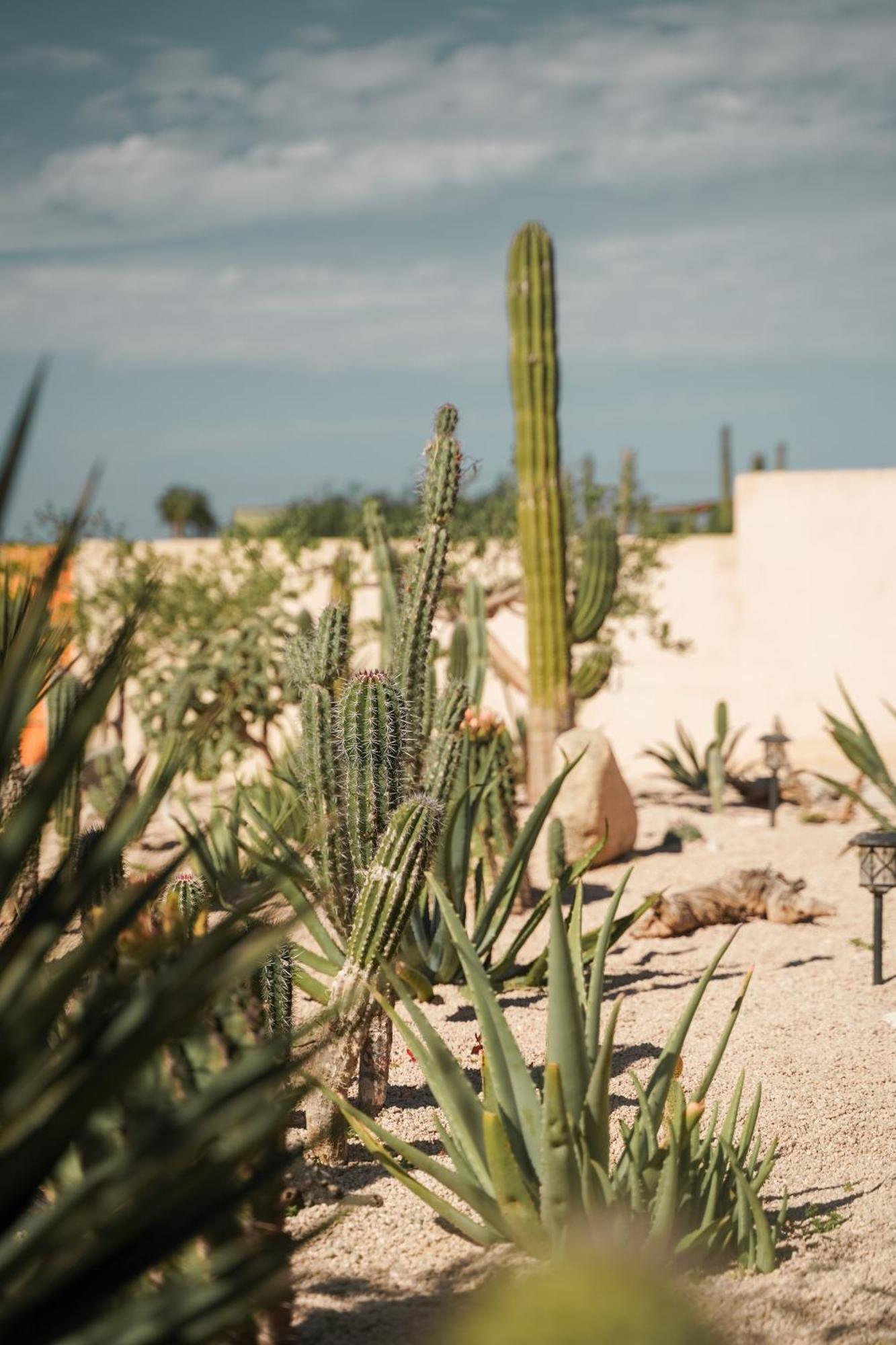 Baja Temple Hotel Тодос Сантос Екстериор снимка