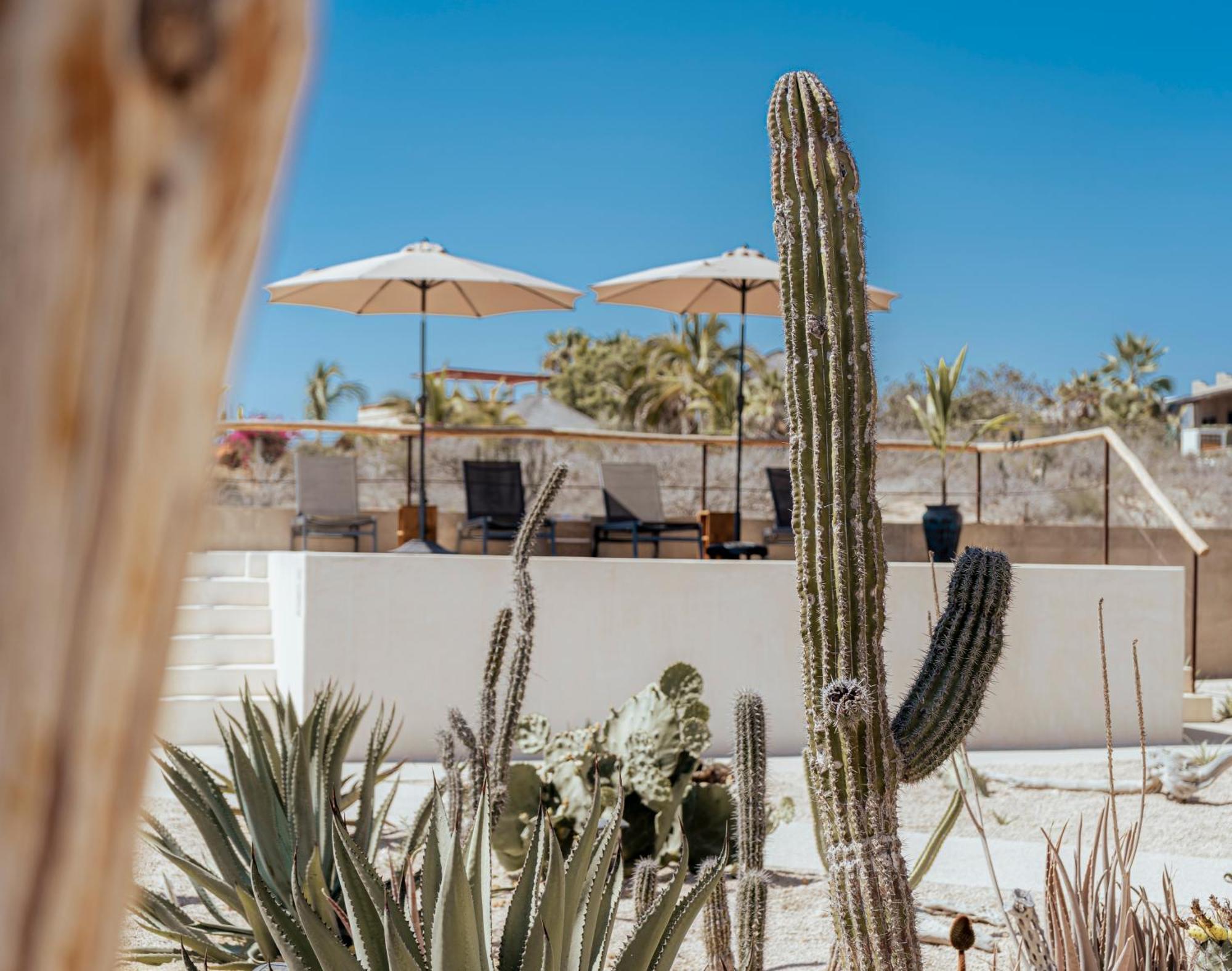 Baja Temple Hotel Тодос Сантос Екстериор снимка